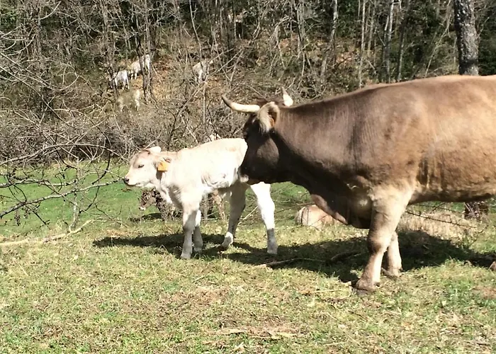 Gæstehus Pichuana - Rustico 2 3*